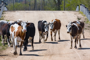 Корова Илья Аверьянов, ИА PrimaMedia