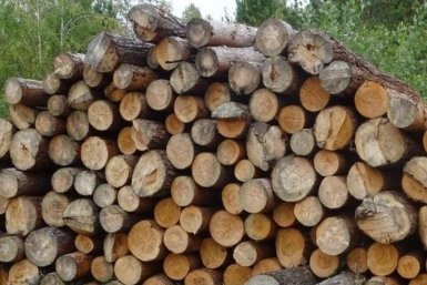 Приговор вынесли черным лесорубом за ущерб более 11 млн в Иркутской области прокуратура региона