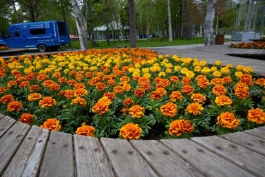 Клумба пресс-служба администрации Южно-Сахалинска