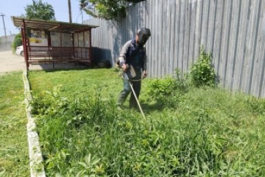 Сорняки Пресс-служба администрации Краснодара