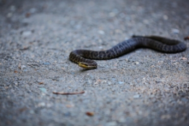 Змея ИА PrimaMedia