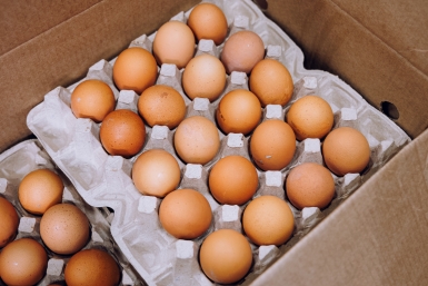 Яйца Евгений Кулешов, ИА PrimaMedia