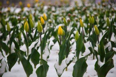 Репетиция весны: в России ожидается аномальное потепление Артём Хорошилов  , ИА Stavropol.Media