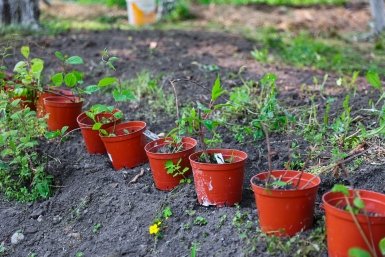 Озеленение, Высадка деревьев, благоустройство, саженцы, деревья, кусты, горшок Илья Аверьянов, ИА Primamedia