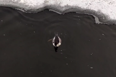 Гоголь Завкафедры метеорологии и климатологии СГУ Максим Червяков
