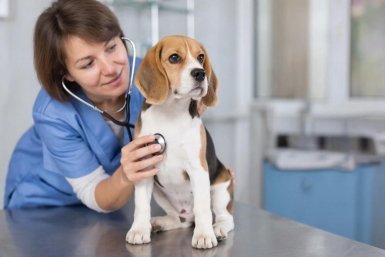 290 ветеринаров Иркутской области прошли дополнительное обучение в 2025 году ИИ Kandinsky (18+)