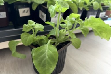 Рассада Марина Кудрявцева, ИА UssurMedia