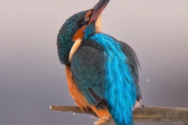 Зимородок из Красной книги неожиданно появился в одном из регионов России Антон Кубышкин