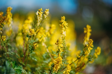 лето, весна, погода, прогноз погоды, цветы, солнце, солнечно Мария Смитюк, ИА PrimaMedia