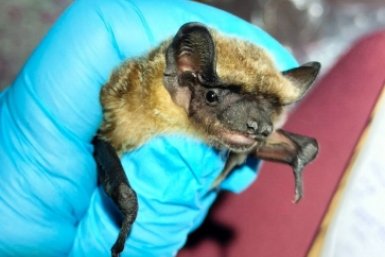 Вирус Нипах переносят некоторые виды летучих мышей и летучих лис Ульяна Горобейко