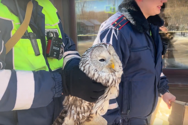 Инспекторы ДПС спасли раненую сову на трассе в Иркутской области Пресс-служба ГУ МВД России по Иркутской области
