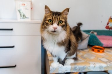 Кошка Евгений Кулешов, ИА PrimaMedia.ru