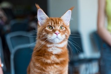 Домашний кот Илья Аверьянов, ИА PrimaMedia.ru