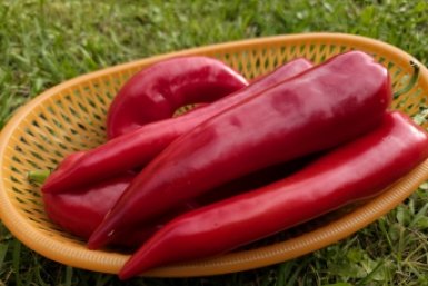 Перцы ИА KrasnodarMedia