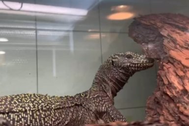 Экзотический обитатель поселился в зоопарке в одном из регионов России Тг-канал (18+) Ленинградского зоопарка