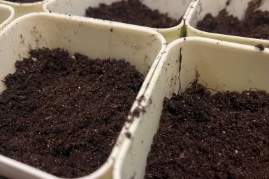 Рассада Артем Дубенчук