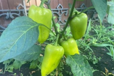 Вырастут гигантские и сочные перцы — помогут три удобрения, про которые часто забывают