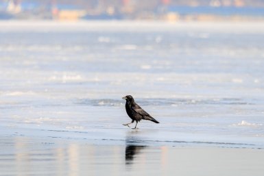 Погода Евгений  Кулешов, ИА PrimaMedia.ru