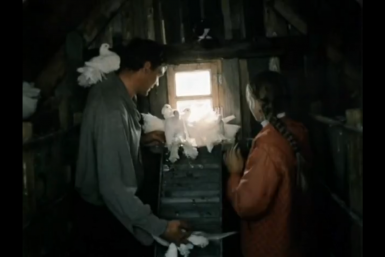 Кадр Кадр из фильма &quotЛюбовь и голуби&quot (12+)