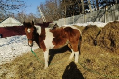 Пони обживается у новой хозяйки Центр &quotАмурский тигр&quot