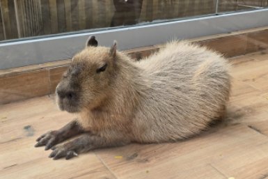 Невозмутимая капибара Алексей Парамонов, ИА SevastopolMedia