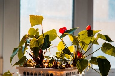 Окно, цветы Илья Аверьянов, ИА PrimaMedia.ru