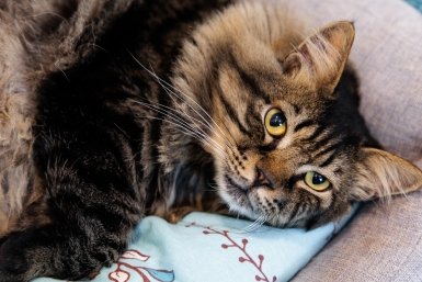 Кот Евгений Кулешов, ИА PrimaMedia.ru