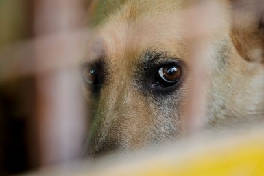 Собака Евгений Кулешов, ИА PrimaMedia.ru