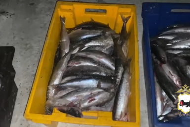 Более 500 штук незаконно выловленного омуля изъяли на Байкале Пресс-служба ГУ МВД России по Иркутской области