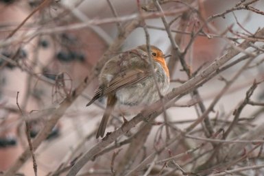 Редкая пернатая гостья осталась на зимовку в усадьбе в одном из регионов России Тг-канал (18+) Каждой твари по паре