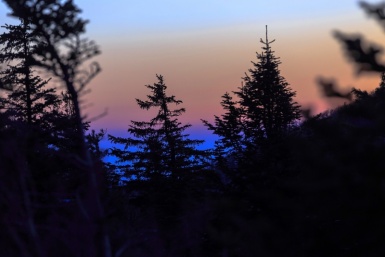 Тайга Александр Хитров, ИА PrimaMedia