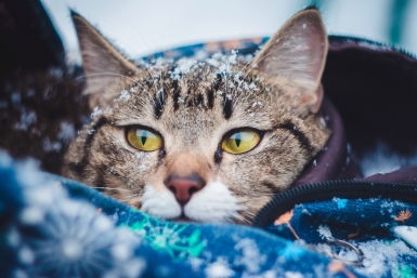 Климатолог объяснил, как глобальное потепление влияет на зиму в Москве Юлия Ушакова, ИА IrkutskMedia