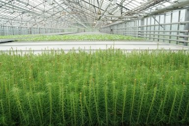 Мегетский лесопитомник получит федеральную поддержку 59,3 млн рублей Пресс-служба правительства Иркутской области