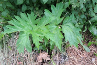 Дачников будут штрафовать за борщевик на участке Елена Поддубная, ИА KamchatkaMedia