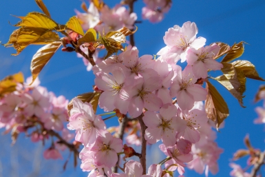 Где в России можно посмотреть на цветущую сакуру Владислав Беляцкий, ИА SakhalinMedia
