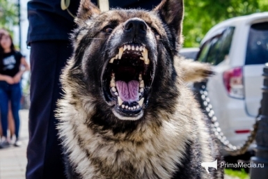 Собака ИА PrimaMedia