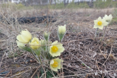 Подснежники ИА YakutiaMedia