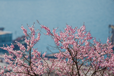 Чихать придется долго: названы города с самым длинным сезоном цветения Мария Смитюк, ИА PrimaMedia