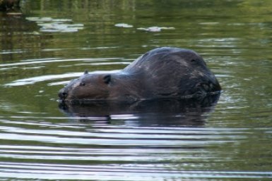 Бобр wikipedia.org