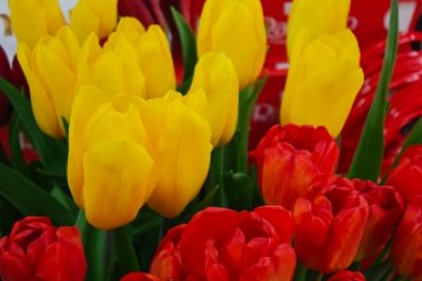 Тюльпаны Анастасия Вострецова, корр. ИА AngarskMedia