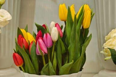 Тюльпаны Анастасия Вострецова, корр. ИА AngarskMedia