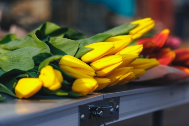 Тюльпаны Евгений Кулешов, ИА PrimaMedia