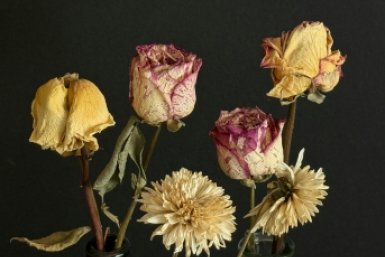 &quotВыбрасываю на следующий день&quot: типичные ошибки, из-за которых цветы быстро увядают Unsplash.com