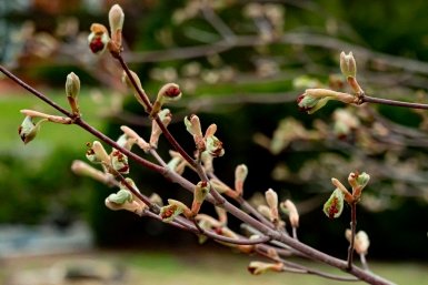 Эколог рассказал о простых способах весенней обработки сада Илья Табаченко, ИА PrimaMedia.ru