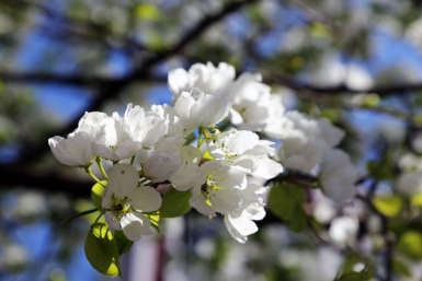 Врач объяснила, почему весной обостряются болезни Оленникова Мария, IrkutskMedia