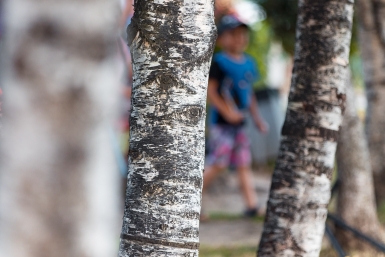 Береза Илья Аверьянов, ИА PrimaMedia