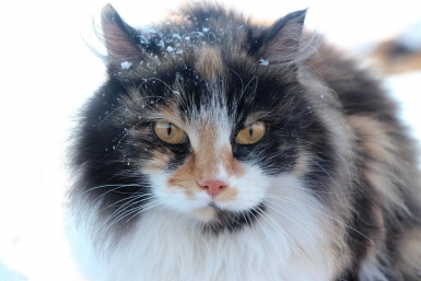 Снег. Весна. Кошка. Юлия Ушакова, ИА IrkutskMedia