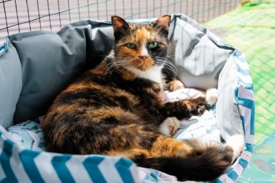 кот, кошка, домашние животные, фонд Умка, защитники животных Евгений Кулешов, ИА PrimaMedia.ru