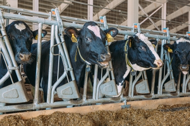 Фермерам обещают помочь после изъятия скота Мария Смитюк, ИА PrimaMedia