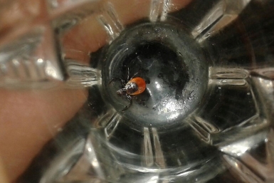 Клещи атакуют: чем опасен энцефалит и как защититься Кирилл Роткин, ИА IrkutskMedia